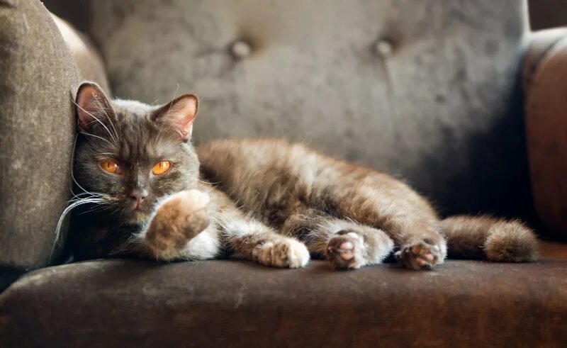 Котик на диване старое фото Какой диван и ткань выбрать, если в доме животные? Podushe-shop.ru