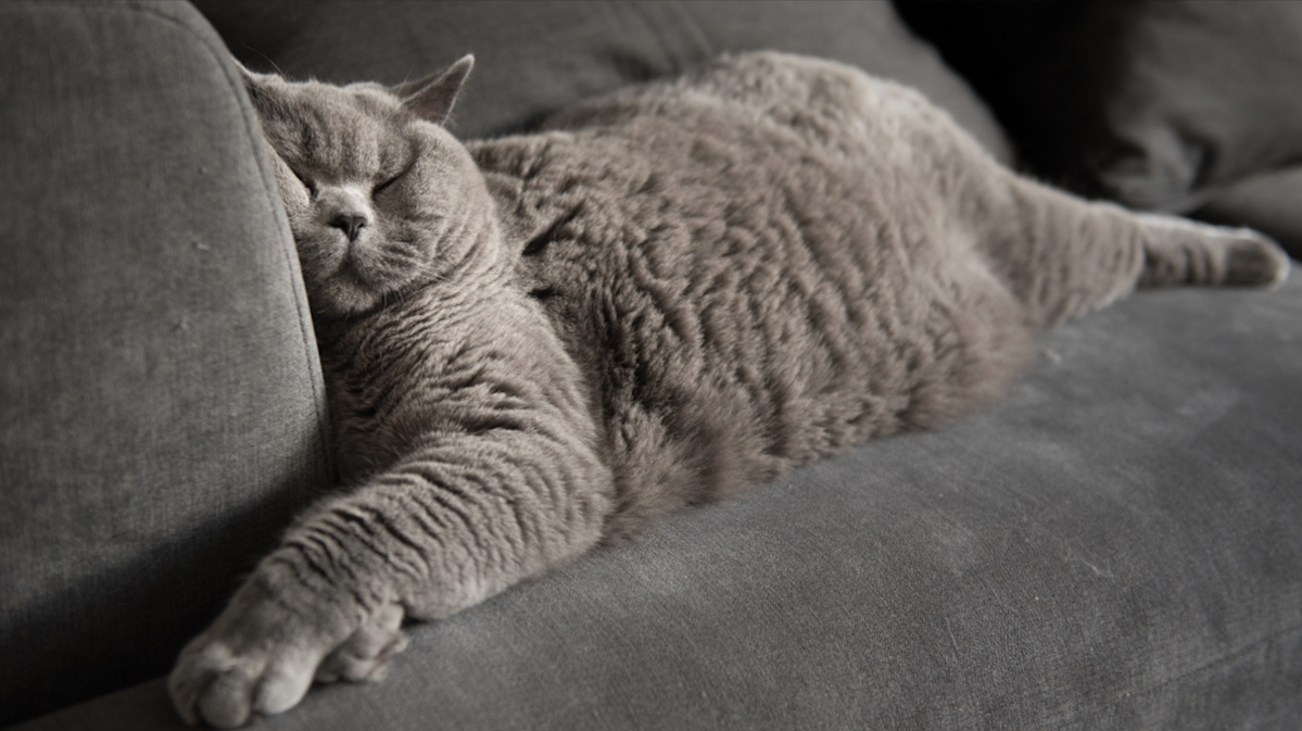 Котик на диване старое фото Why is my cat twitching in their sleep? Vet's guide to dreaming vs. seizures