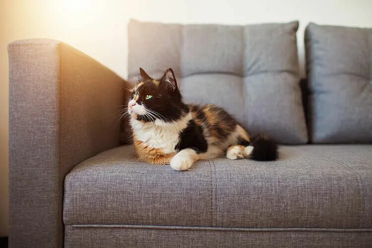 Котик на диване старое фото Pin on Pets