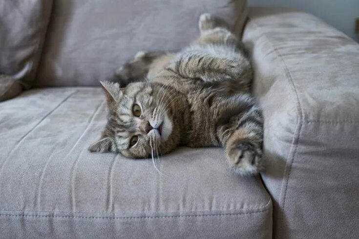 Котик на диване старое фото ▷ Por qué mi gato araña los muebles