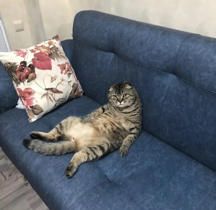 Котик на диване старое фото Ежедневно охранять диван - рутинная, муторная работа. Но ... Без кота и жизнь не