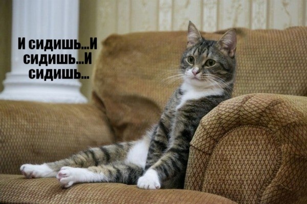 Котик на диване старое фото Без кота и жизнь не та - 3 декабря 2020 в 04:56