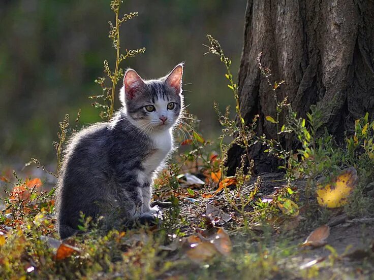 Котик на природе фото Gepind van kepguru Cute animals, Animals, Domestic cat