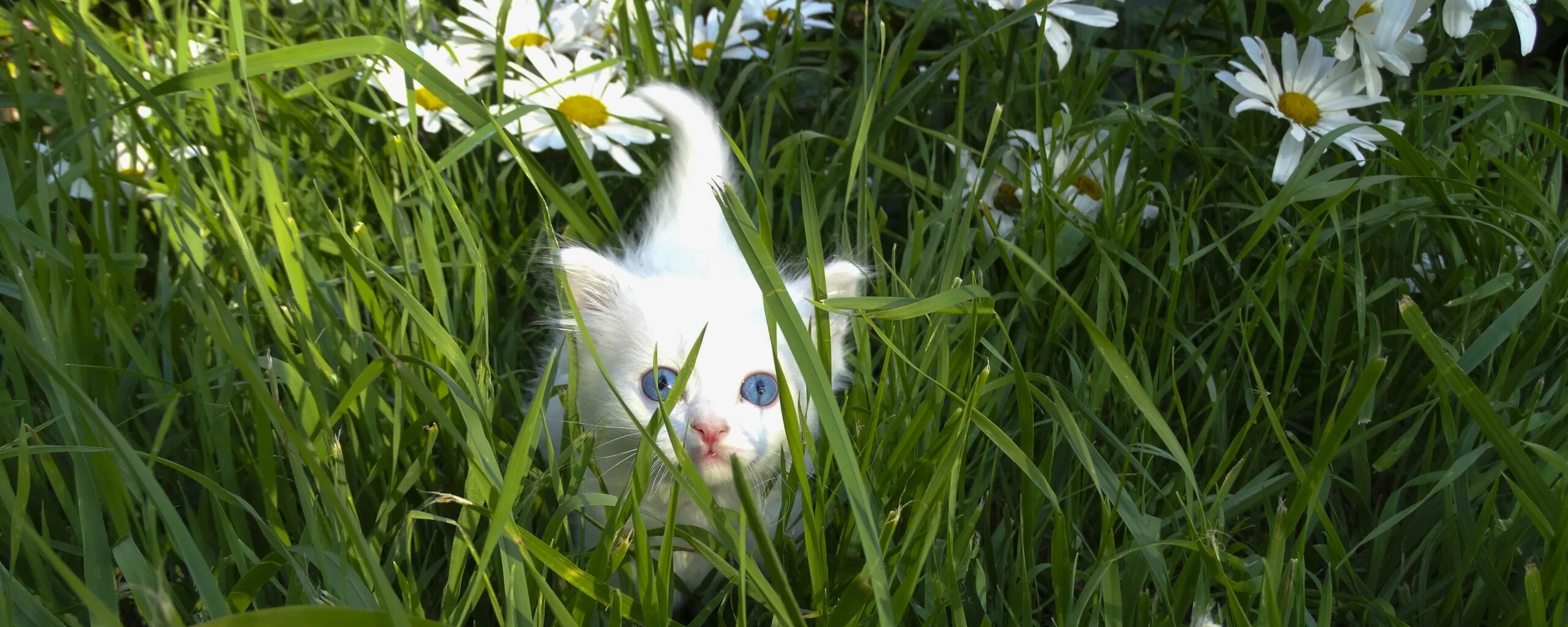 Котик на природе фото Download wallpaper nature, kitty, chamomile, section cats in resolution 2560x102