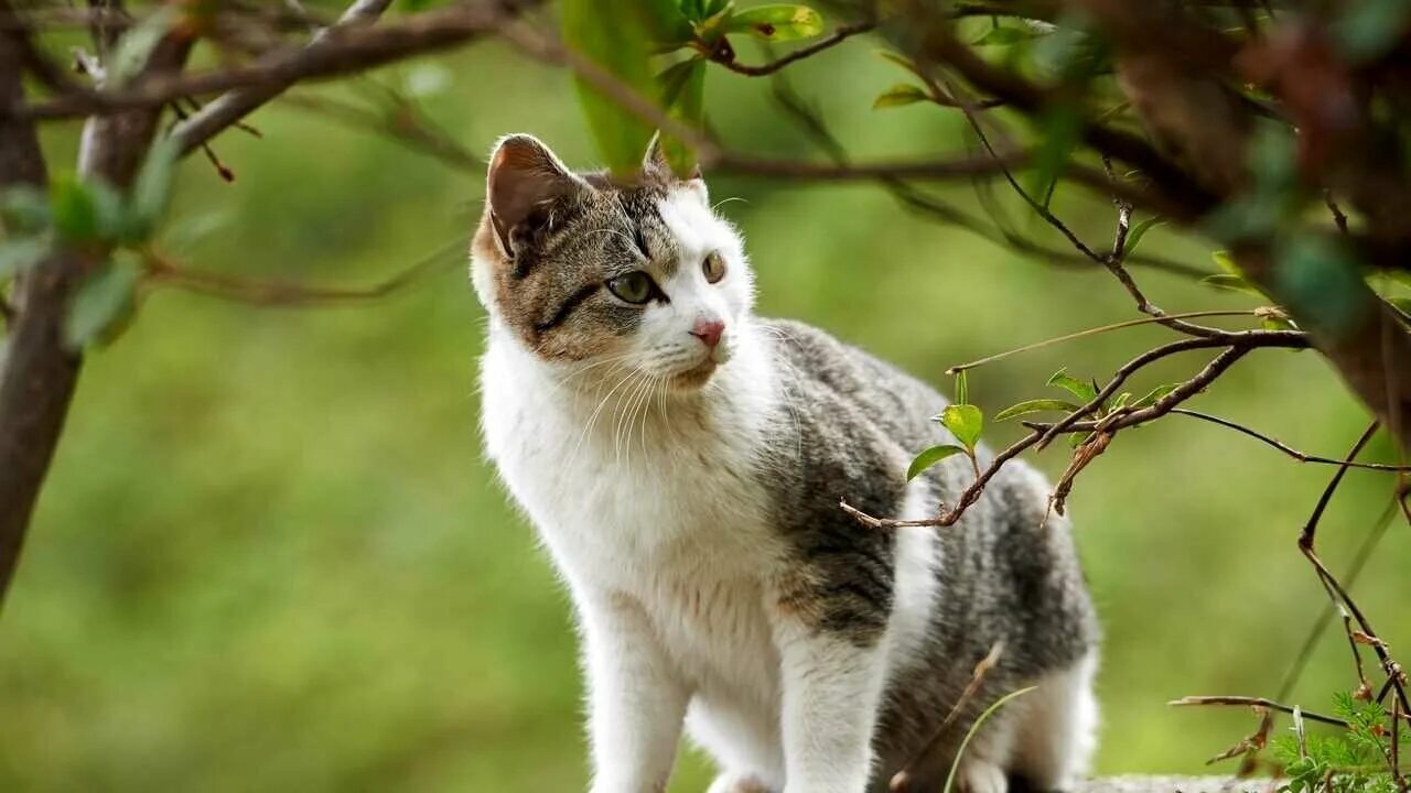 Котик на природе фото Купить картину битва атлантов пергам - купить по низкой цене на Яндекс Маркете