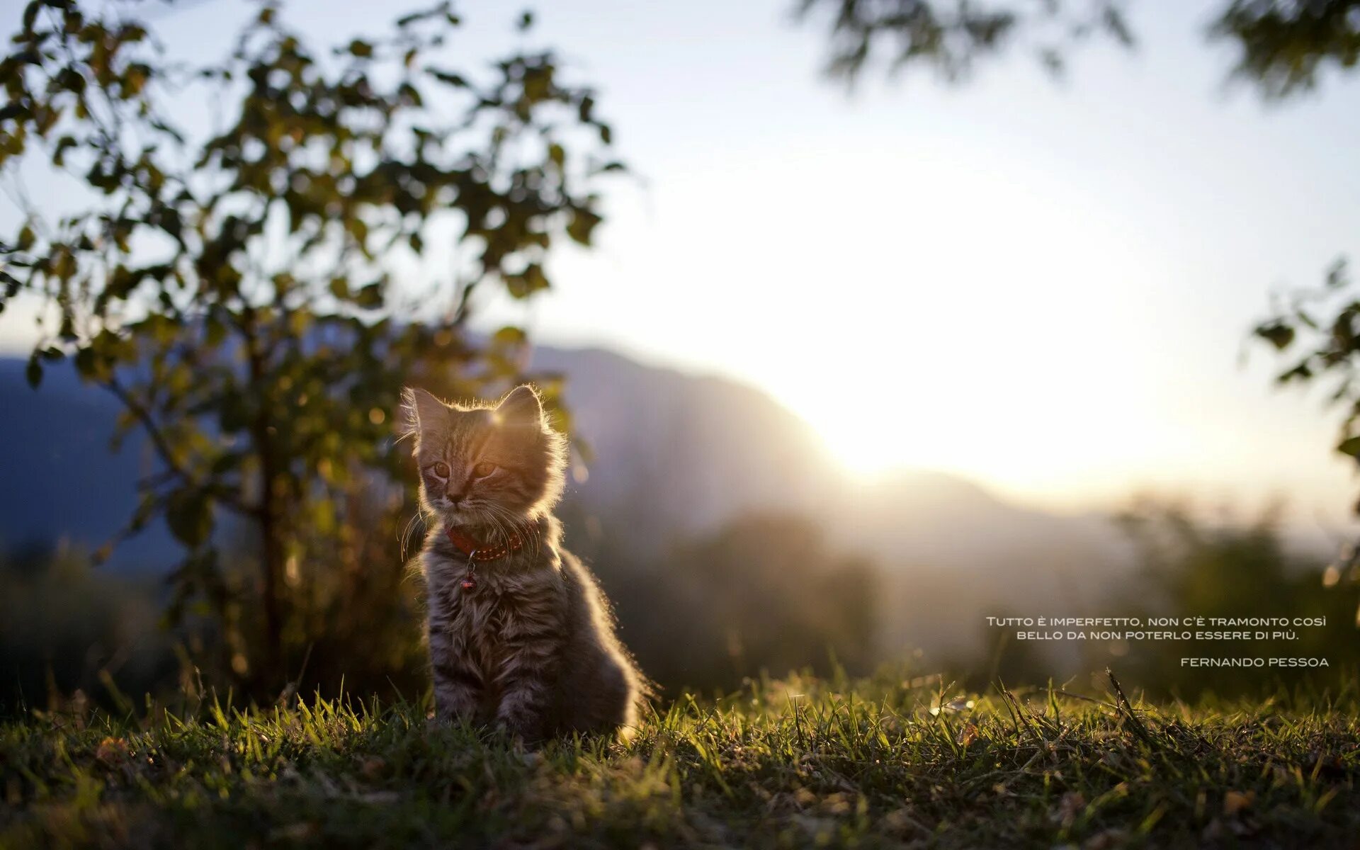 Котик на природе фото Most Beautiful Kitten - Wallpaper, High Definition, High Quality, Widescreen