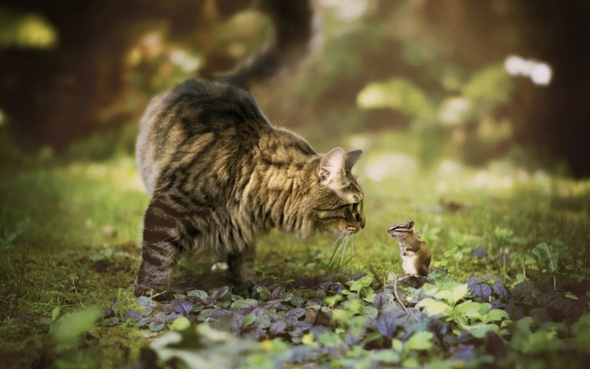 Котик на природе фото Скачать обои кот, встреча, бурундук, боке, грызун, Мейн-кун, знакомство, раздел 