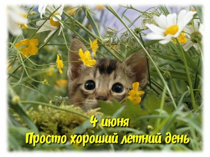 Котик на природе фото Пин от пользователя Elen Resh на доске календарь Милые котики, Праздник, События
