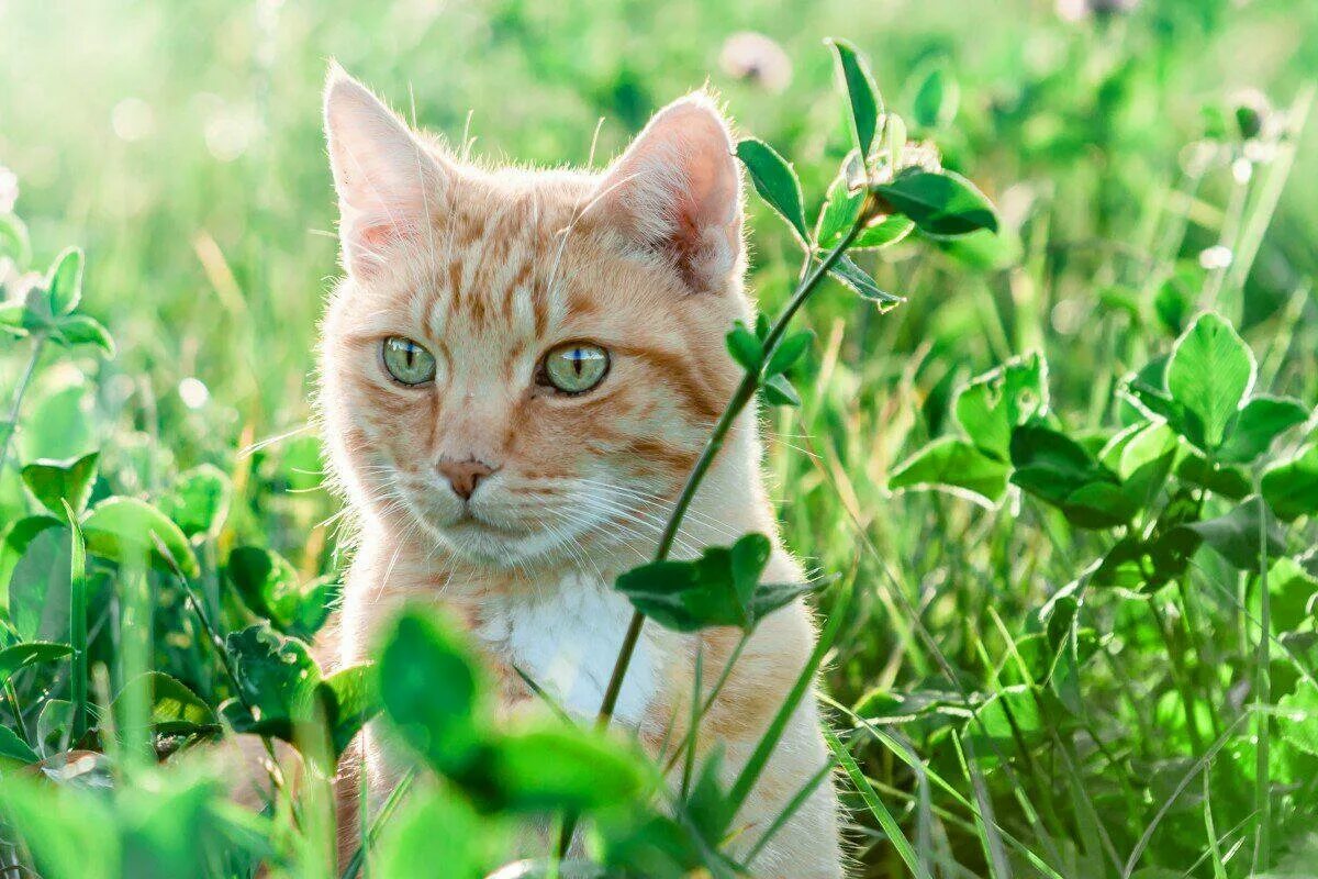 Котик на природе фото Расскажем подробно о Көннәр сүрелде: 7 июньдә +7 градуска кадәр суыта tnv.ru