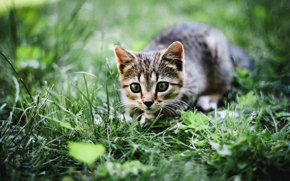 Котик на природе фото http://www.celitel-anastasiya.ru -- Самая опасная ложь - слегка извращённая исти