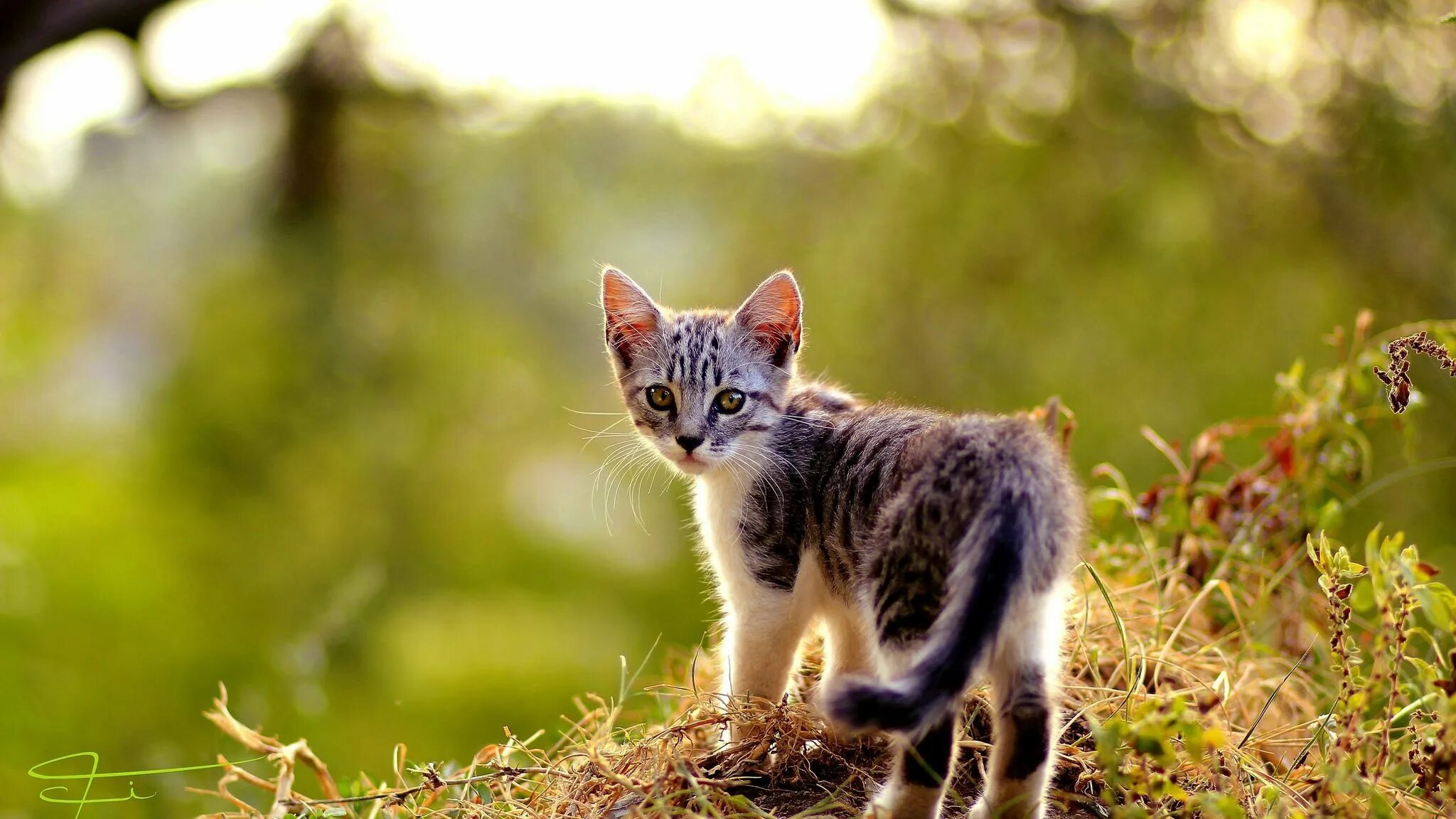 Котик на природе фото Скачать 2048x1152 котенок, трава, листья, осень обои, картинки ультраширокий мон