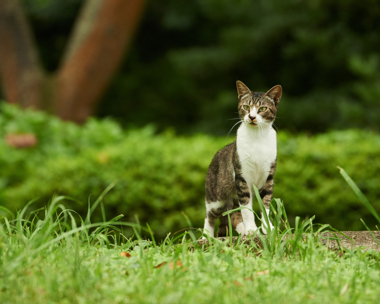 Котик на природе фото Скачать обои зелень, кошка, трава, кот, природа, зеленый, парк, серый, раздел ко