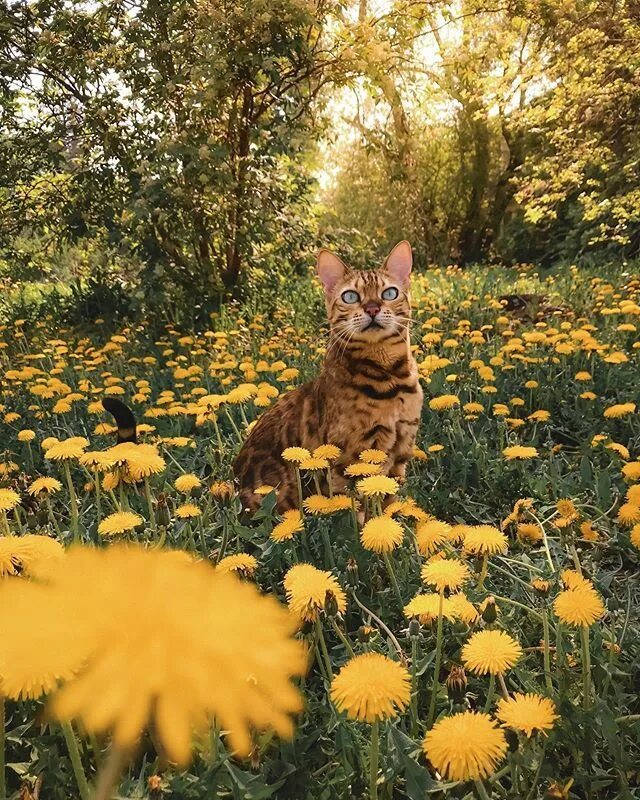 Котик на природе фото Suki Cat (@sukiicat) * Фото и видео в Instagram Beautiful cats, Pretty cats, Cat
