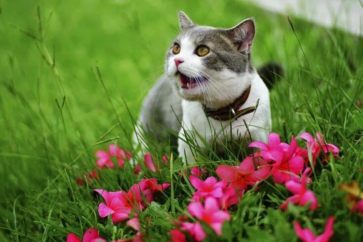 Котик на природе фото DSC9459 SC 85 American wirehair, Animals