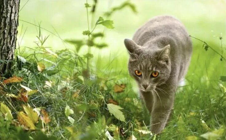 Котик на природе фото Work Art by Blueranyc at www.deviantart.com Grey cats, Cats, Cat pics