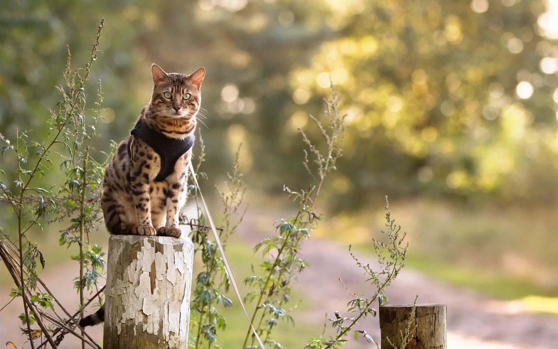 Котик на природе фото тапети : 1920x1200 пиксела, котка, очи, природа 1920x1200 - wallhaven - 1914501 
