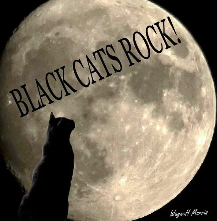 Котик над луной фото Black cats rock Black cat art, Beautiful cats, Cute animal memes