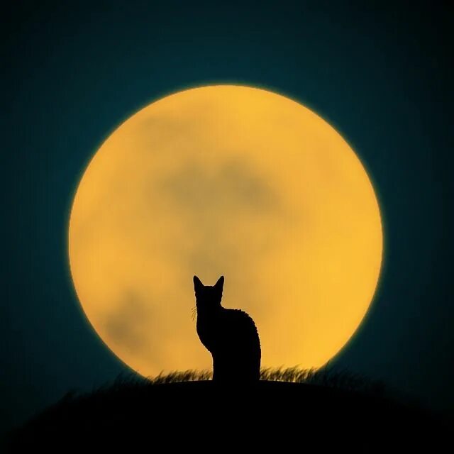 Котик над луной фото Download Cat, Black Cat, Full Moon. Royalty-Free Stock Illustration Image Scary 