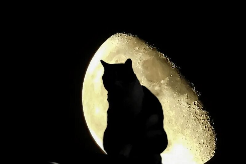 Котик над луной фото black cat silhouette sitting in front of the full moon Bijoux macramé