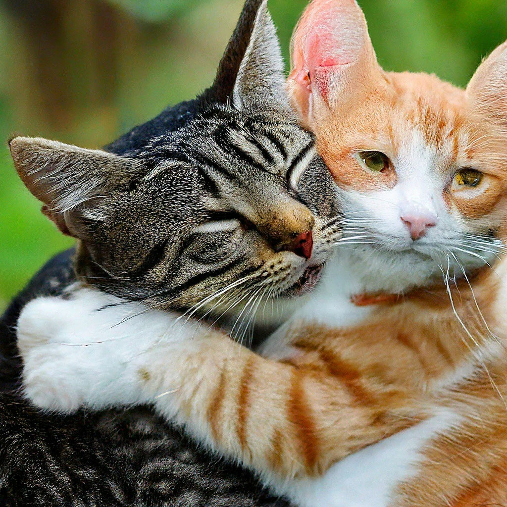 Котик обнимает котика фото Коты обнимаются, реалистично, ." - картинка создана в Шедевруме
