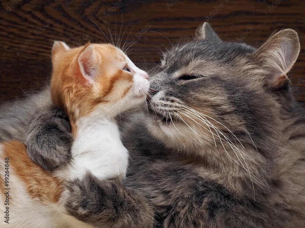 Котик обнимает котика фото Мама кошка целует котенка. Кошка обнимает котенка и прижимает морду котенка к св