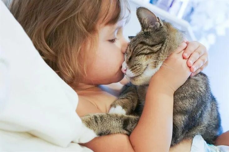 Котик обнимает котика фото Cats and their influence on people Cute cats, Cats, Crazy cats
