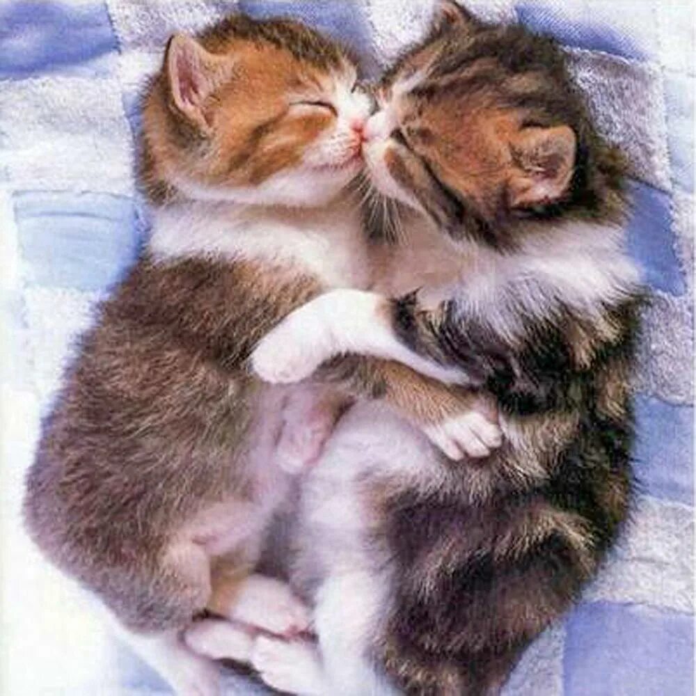 Котик обнимает котика фото 5D Diy Full Diamond Embroidery "Kissing Cats" Diamond Painting Cross Stitch Rhin