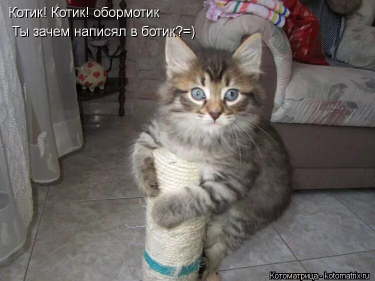 Котик обормотик фото Котоматрица: Котик! Котик! обормотик Ты зачем написял в ботик?