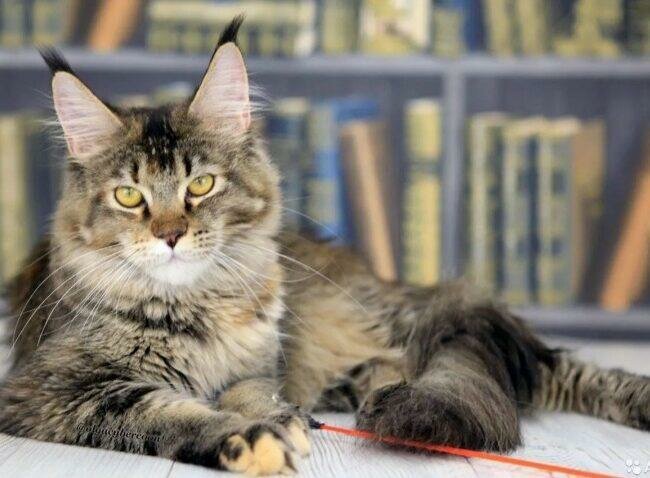 Котик пес просп ленина 101а фото Фото: Котокафе ДелиКОТес, антикафе, просп. Ленина, 101, Подольск - Яндекс Карты