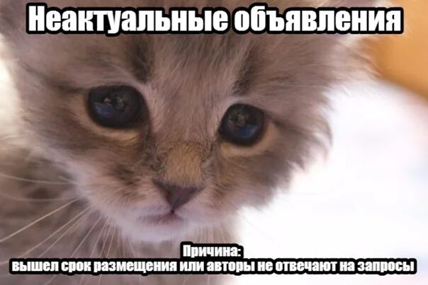 Котик плачет фото Отдам котят в добрые руки. Фотография из альбома Неактуальные объявления - 1349 