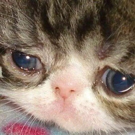 Котик плачет фото Pin by jjproject on memes Funny cat memes, Cat memes