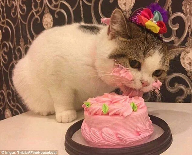 Котик поздравляет с днем рождения фото Super-cute photos of a cat eating a pink birthday cake go viral Funny animals, C