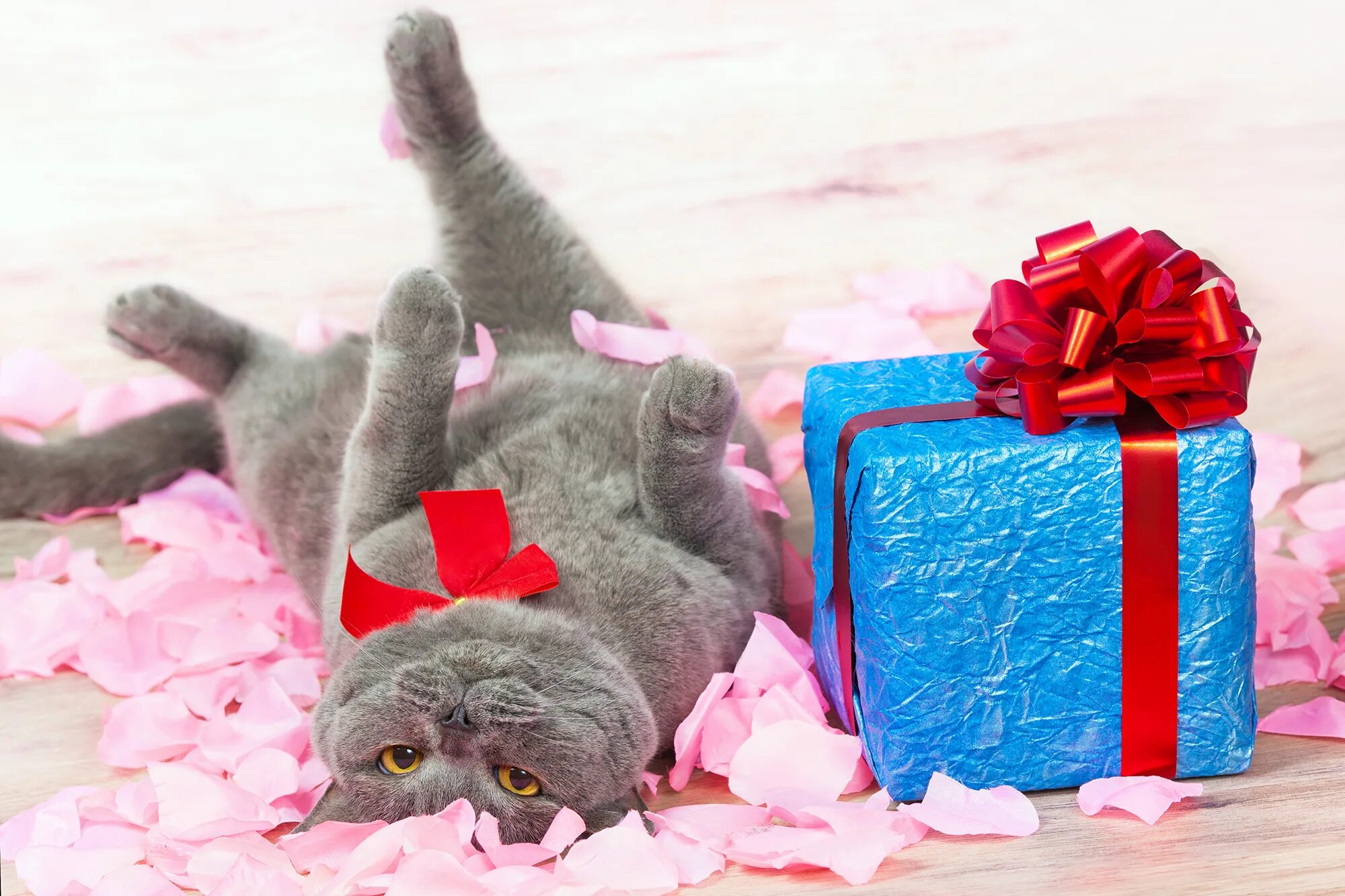 Котик поздравляет с днем рождения фото Cat present box - Cat present.
