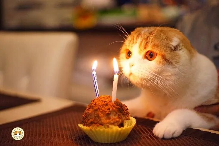Котик поздравляет с днем рождения фото so adorable Aniversário do gato, Feliz aniversário gato, Gatos