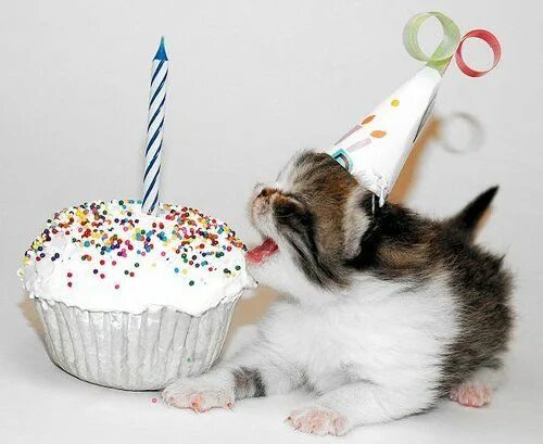 Котик поздравляет с днем рождения фото Pin on Cute Stuff Cat birthday, Kitten party, Cute baby cats