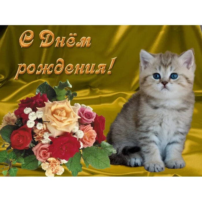 Котик поздравляет с днем рождения фото Вера Ивановна cristus, С ДНЁМ РОЖДЕНИЯ!!!!!!! - обсуждение на форуме e1.ru