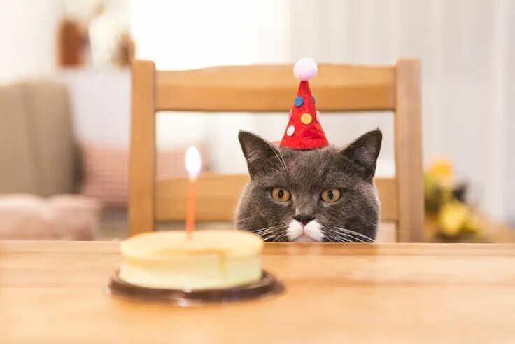 Котик поздравляет с днем рождения фото MostlyCatsMostly Katzen geburtstag, Bilder mit katze, Katzen geburtstagstorten
