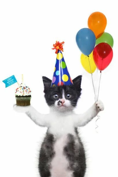 Котик поздравляет с днем рождения фото Adorable Birthday Cat Ideas to Celebrate in Style