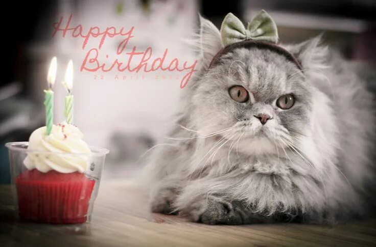 Котик поздравляет с днем рождения фото Pin by Christopher Alford on The Amazing Creature called a Cat Happy birthday ca