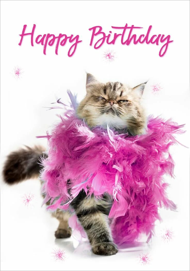 Котик поздравляет с днем рождения фото Australian Made Greeting Cards Wholesale Wrapping Paper Indigo Bath & Body Cards