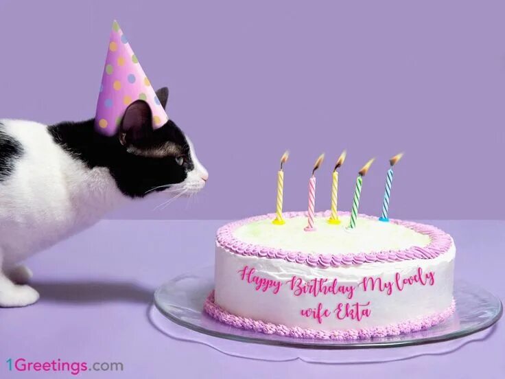 Котик поздравляет с днем рождения фото Funny Happy Birthday Memes Cake With Name Edit Happy birthday cake pictures, Hap