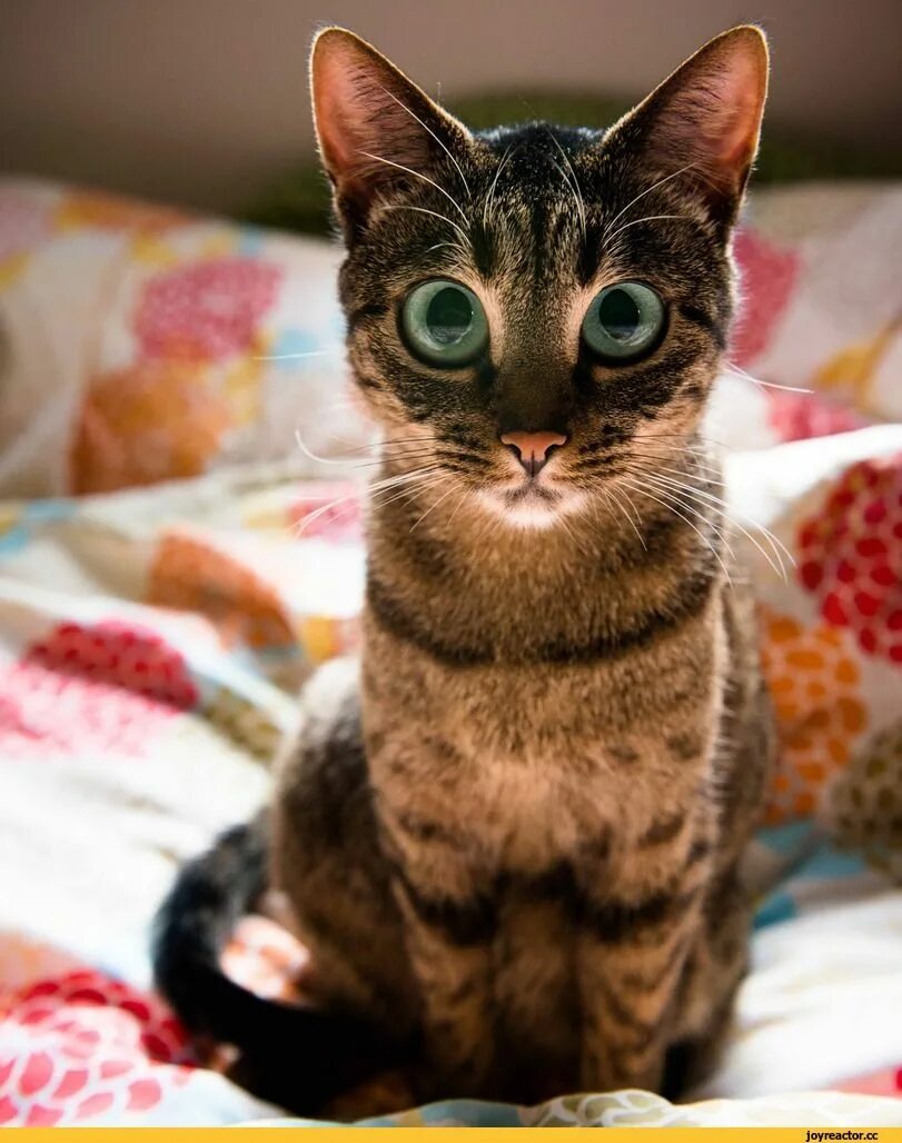 Котик прикол фото Pin on cat it all Super cute kittens, Cute cats, Kittens cutest