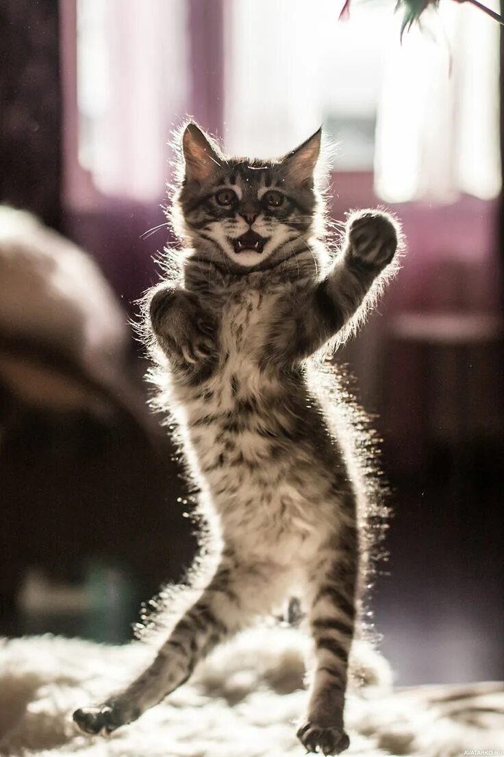 Котик прикол фото #Животные, #Коты, #аватары, #картинки, #фото, #авы, https://avatarko.ru/kartinka