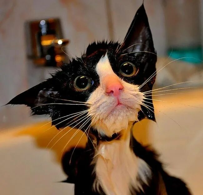 Котик прикол фото Cats+ Water = 22 Photos You Must See! The Latest Woofs from Pickapaw Team Funny 