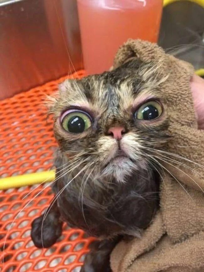 Котик прикол фото 17 Cute Animals That Look Hilariously Scary When They're Getting Wet Ugly animal