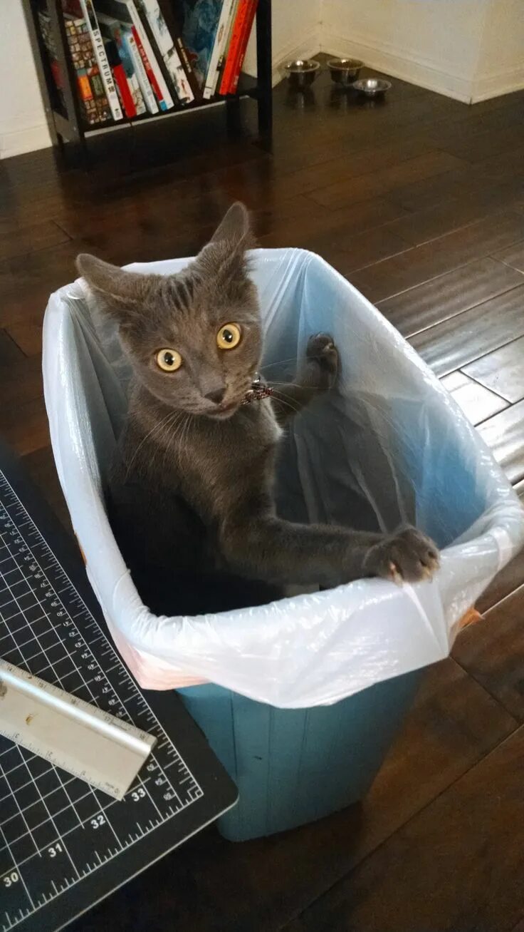 Котик прикол фото Someone got caught trash digging Funny cat pictures, Funny cats, Cat pics