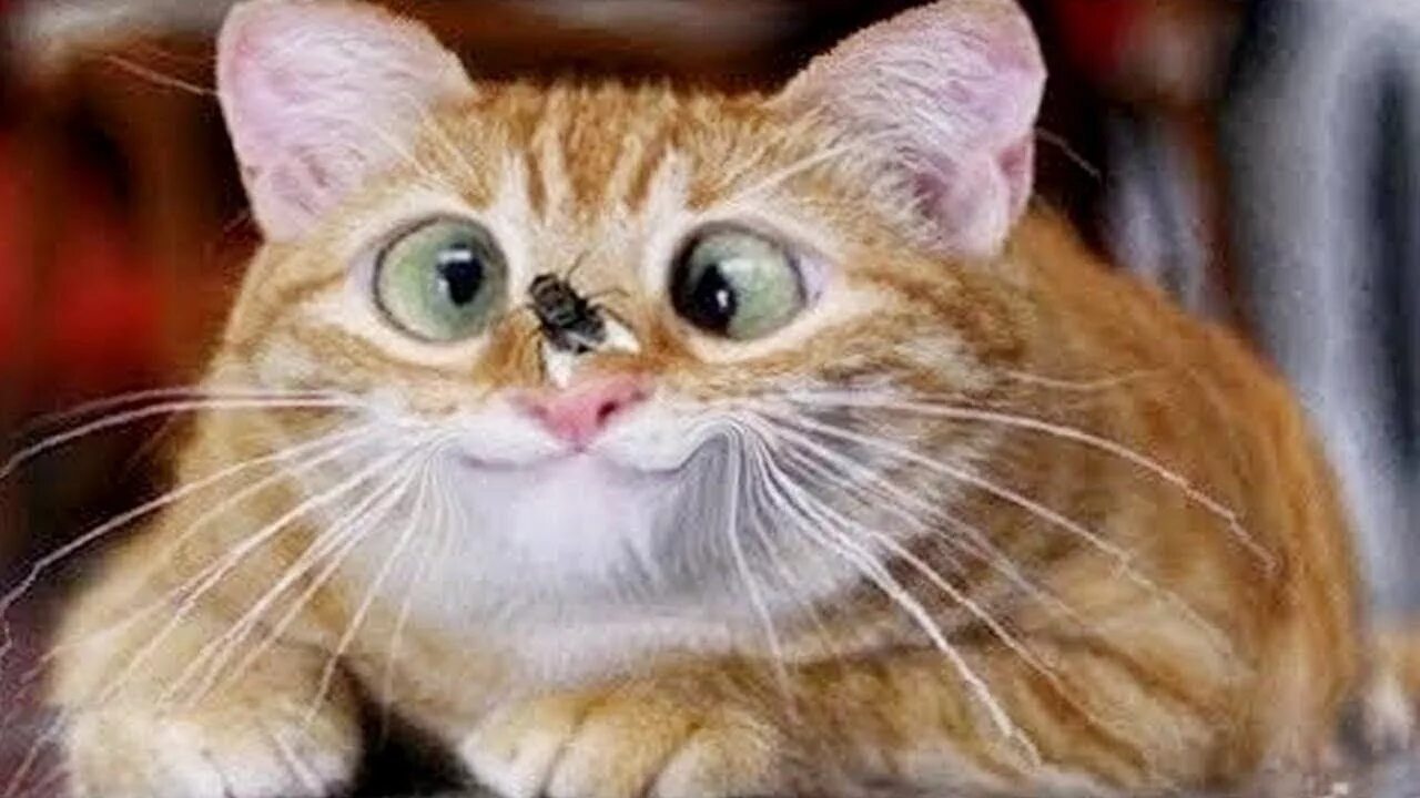 Котик прикол фото СМЕШНЫЕ КОТЫ И КОШКИ 2023 ЛУЧШИЕ ПРИКОЛЫ С КОТАМИ И КОШКАМИ? - смотреть видео он