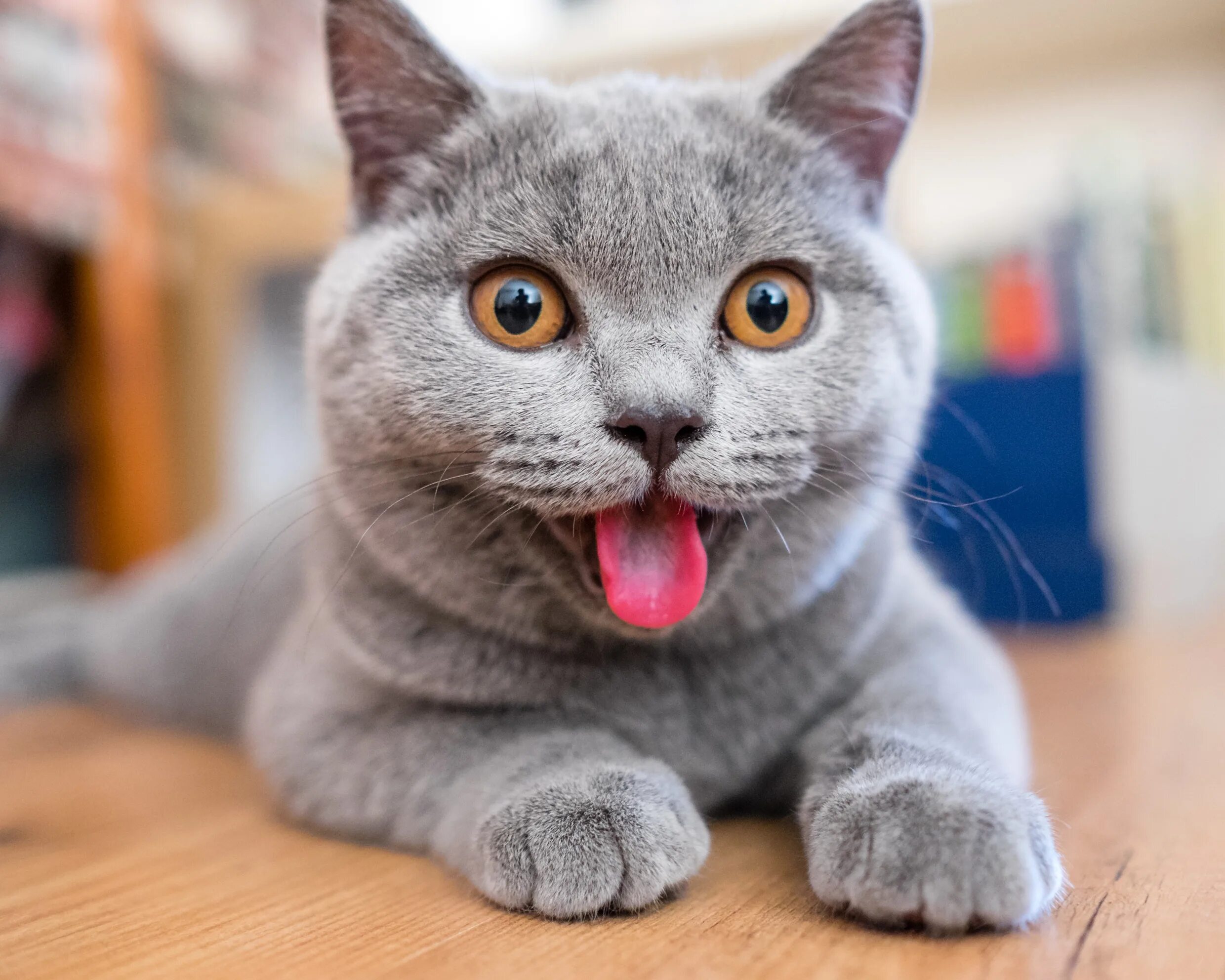 Котик прикол фото Haberler - Steam Community Announcements