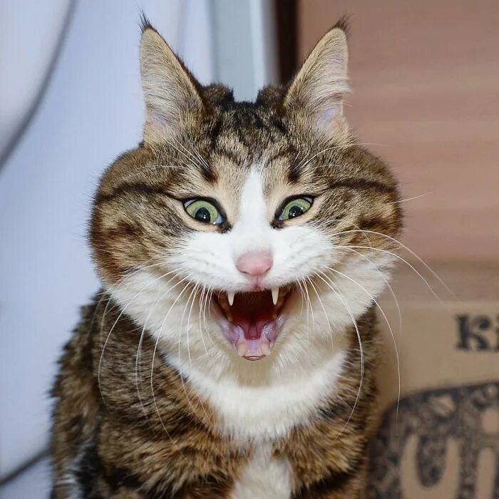 Котик прикол фото Этот котик знает, что такое счастье, несмотря на сломанный позвоночник (15 фото)
