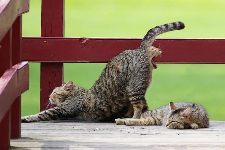 Котик прикол фото I’m okay with a two headed cat, but not like that! FuturistSpeaker.com #keynotes